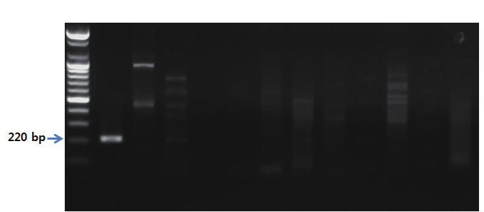 10 야자 lane 11 고추 lane 12 참깨 S 1 2 3 4 5 6 7 8 9 10 11 12 그림 74. 참깨프라이머를이용한 PCR 결과.