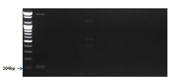 - 유전자분석법활용 - S 1 2 3 4 5 6 7 8 9 10 11 그림 77. 아몬드프라이머를이용한 PCR 결과.