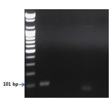 - 유전자분석법활용 - S 1 2 3 4 그림 89. 토마토프라이머를이용한 PCR 결과.