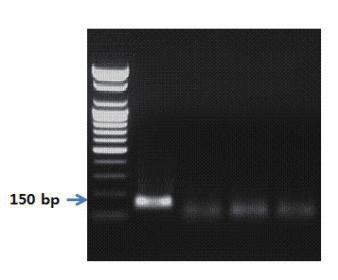 Ⅱ. 종특이프라이머를이용한유전자증폭 PCR 7. 3. PCR 반응결과 제 2 장 S 1 2 3 4 그림 97. 인삼프라이머를이용한 PCR 결과.