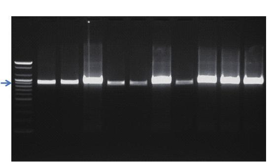 Ⅲ. 일반 universal Ⅱ. 프라이머를이용한유전자증폭 PCR 1. 3. PCR 반응조건 PCR 을위한반응조건은아래표 113 과같다. 제 3 장 표 113.