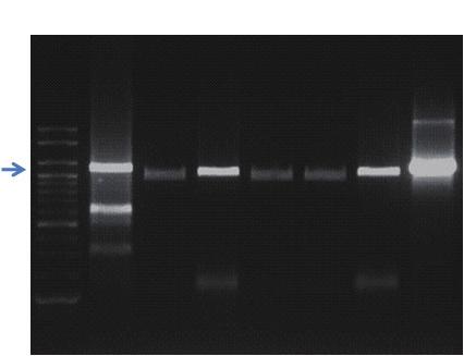 Ⅲ. 일반 universal Ⅱ. 프라이머를이용한유전자증폭 PCR 2. 3. PCR 반응결과 제 3 장 S 1 2 3 4 5 6 7 8 9 10 그림 120. VF2/FISH R2 프라이머를이용한 PCR 결과.