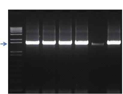 Ⅲ. 일반 universal Ⅱ. 프라이머를이용한유전자증폭 PCR 3. 3. PCR 반응결과 제 3 장 S 1 2 3 4 5 6 그림 122.