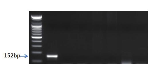 Ⅱ. 종특이프라이머를이용한유전자증폭 PCR 제 2 장 S 1 2 3 4 5 6 7 그림 20. 제비프라이머를이용한 PCR 결과.