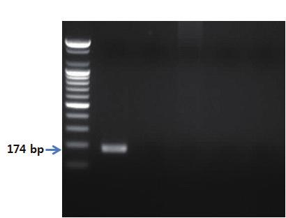 Ⅱ. 종특이프라이머를이용한유전자증폭 PCR 8. 3. PCR 반응결과 제 2 장 S 1 2 3 4 5 그림 54. 게프라이머를이용한 PCR 결과.