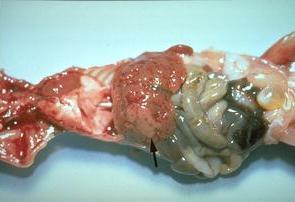 Mouse hepatitis virus (MHV) Gross findings Nude mouse liver - Large coalescing cream-colored friable foci (arrow) of necrosis, resulted when acute