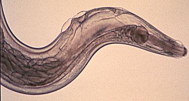 adult pinworms found in