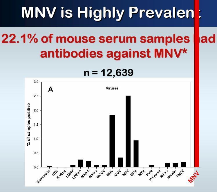 Murine Norovirus (MNV) Response - Many facilities (22.1% in USA) - contaminated with MNV-1 (vs 2.