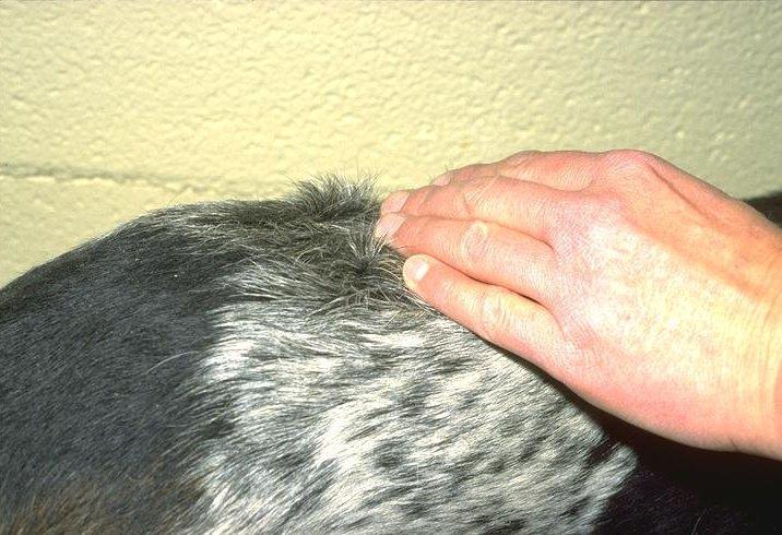 Basic Examination of Incoming Animals Examining hair coat - exam