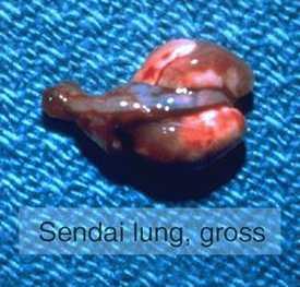 Sendai virus Gross findings - Lung few gross lesions can be focally