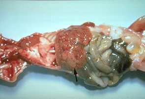 Mouse hepatitis virus (MHV) Gross findings Nude mouse liver - Large coalescing cream-colored friable foci (arrow) of necrosis, resulted when acute