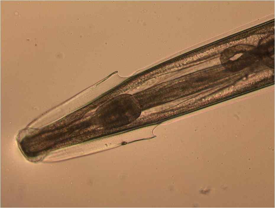 Syphacia spp.