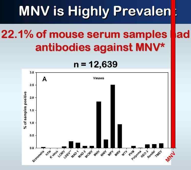 Murine Norovirus (MNV) Response - Many facilities (22.1% in USA) - contaminated with MNV-1 (vs 2.