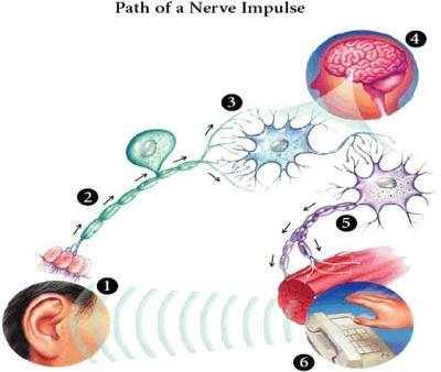 Integration 통합과정 Afferent nerve 들신경 Receptor potential 수용체전위