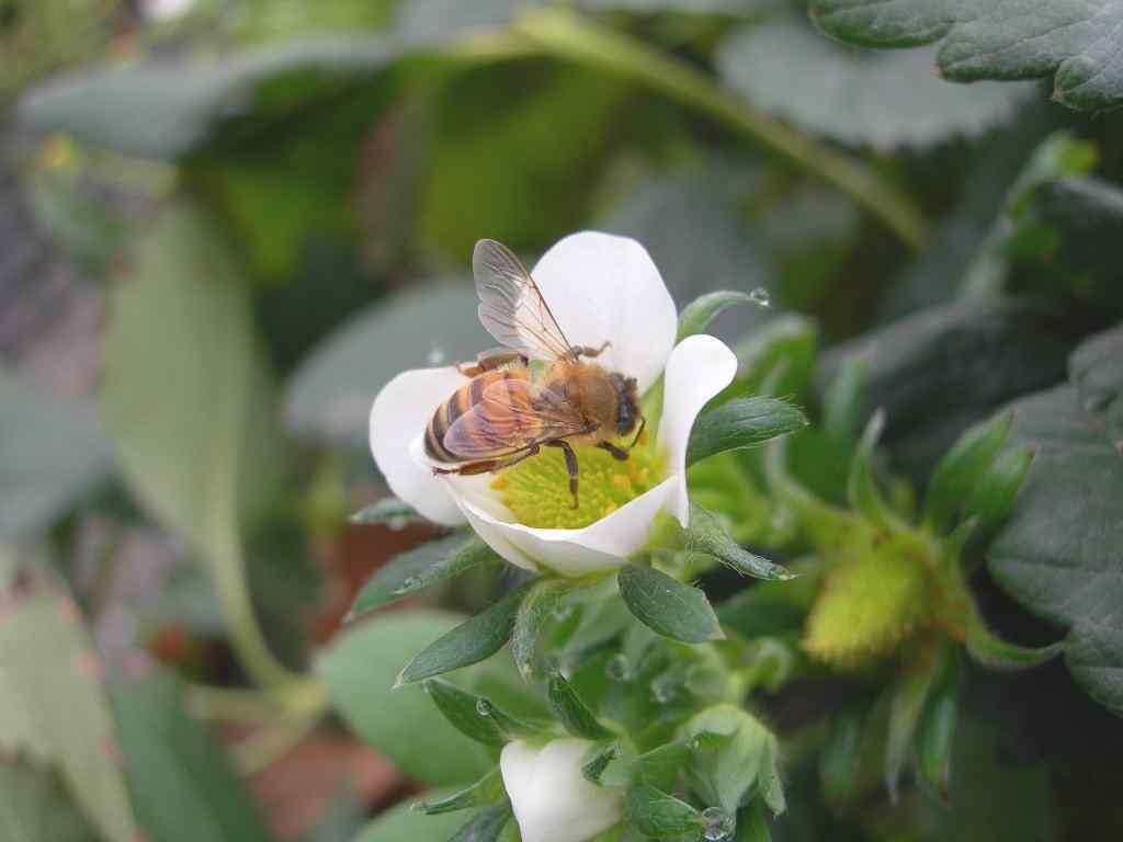 이루어진 것으로 유명 지구상에는 총 9종의 꿀벌이 존재하며, 서양종꿀벌, 동양종꿀벌, 인도 최대종과 최소종 꿀벌 등이 대표 선수 - 동양종은 서양종에 비해