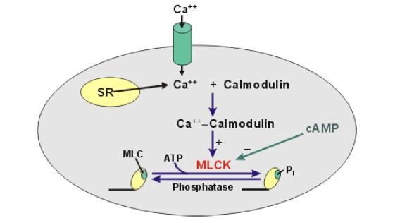 9/14 monophosphate) 또는 cgmp (guanosine 3, 5 -cyclic monophosphate) 의 phosphodiester 결합을가수 분해하는효소 (hydrolase) 로세포내 2 차전령의분포, 지속시간및진폭을조절하는역할을한다.