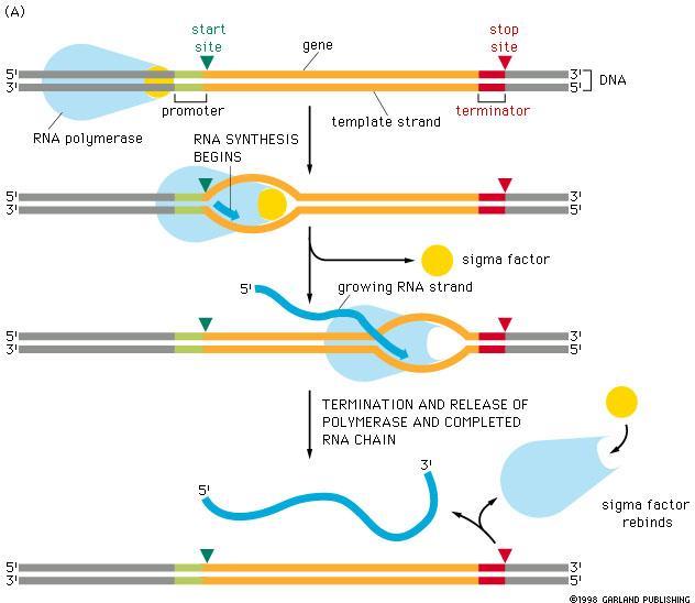 RNA 합성의시작과종말점 Purine+4~5