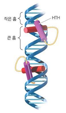 DNA /RNA 결합구조