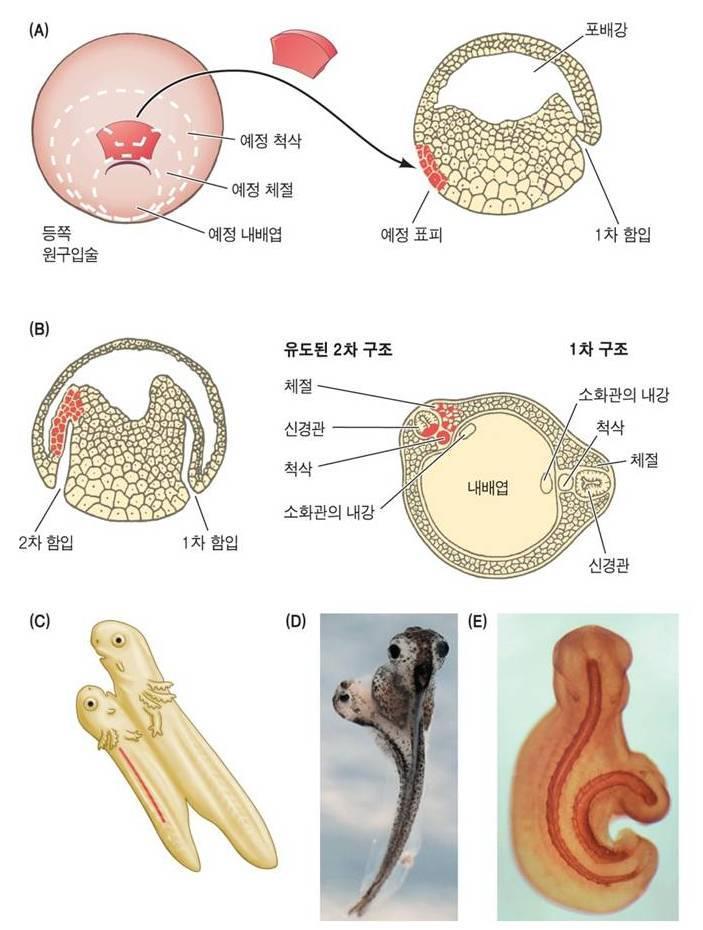 형성체 (organizer) 등쪽원구입술세포와그부분에서유도된조직들 ( 척삭과머리내중배엽 ) 10