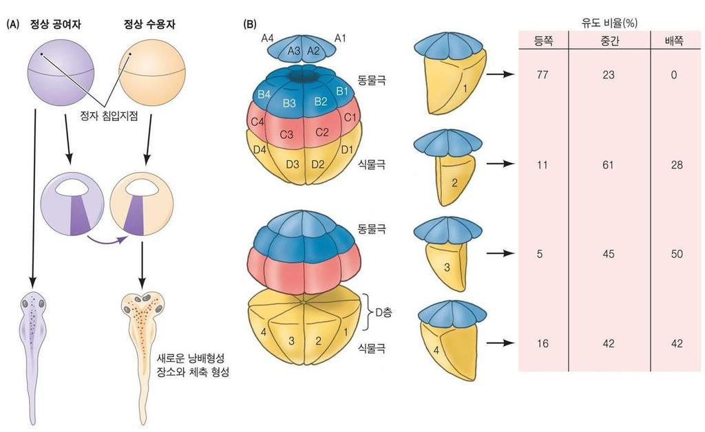 배쪽과측면의식물세포 ( 정자침입지점과가까운부위 ) 는복부 ( 간충조직, 혈액 ) 와중간 ( 근육, 콩팥 )