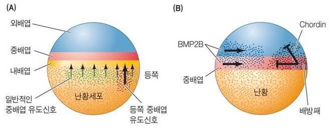 어류배아세포에서배측과측면의운명은 BMP2B 가유도하고배쪽, 측면, 뒤쪽의형성은 Wnt8 이유도 척삭중배엽이분비하는단백질인 Chordino 는 BMP2B 의활성을차단하여신경관을형성함 FGF 는외배엽을표피와신경영역으로형태화하는데중요한역할 (
