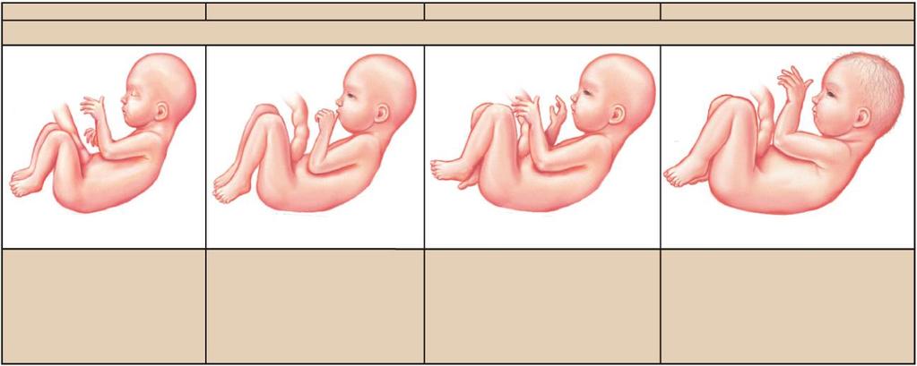 Step 15 week 20 week 24 week 30 week 36 fetus 6 7 inches (15.2 17.8 cm) 8 9 inches (20.3 22.9 cm) 15 16 inches (38.1 40.6 cm) 16 19 inches (40.6 48.