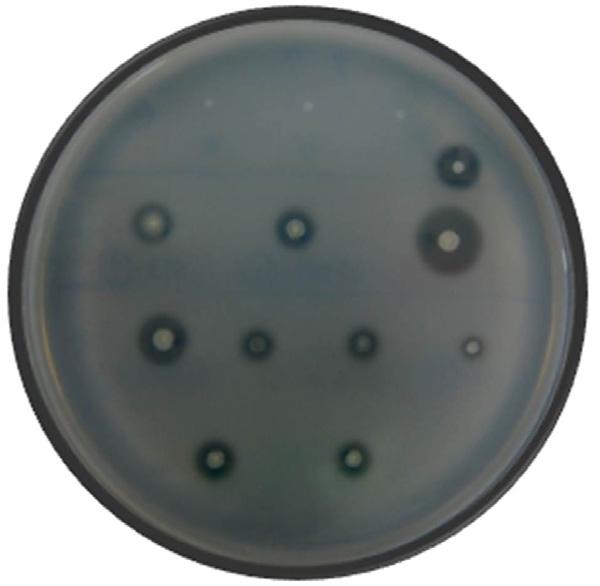 366 Yoon and Kim (v/v) phenol (p=1.071 g/ml) 5.375 ml, 5 g Na 2S 2O 5 (Sigma- Aldrich)] 800 μl을혼합하여 10분간가열한후 540 nm에서흡광도를측정하였다. Maltose를표준당으로사용하여작성한표준검량선에흡광도값을대입하여환원당량을결정함으로써활성도를분석하였다.