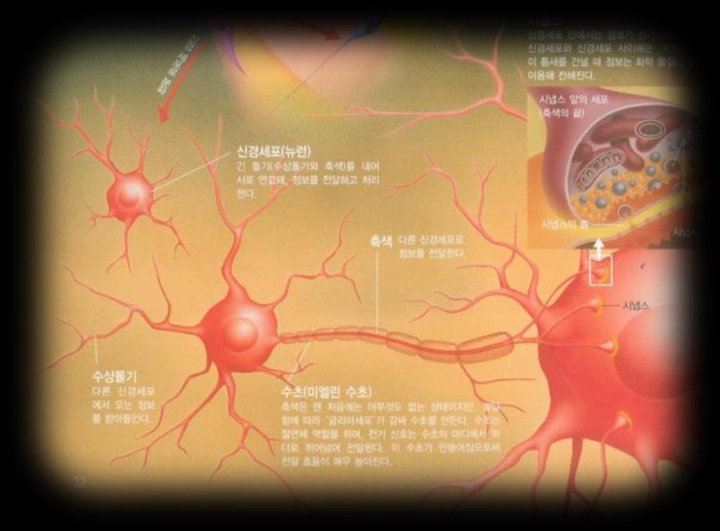 욕망은뇌진화의산물인가? 1. 신경과학적관점에서뇌의전기및화학신호체계의복합적현상 2. 마음즉, 정신활동이란? 뇌신경세포네트워크의작용으로시냅스를통한각뉴런간의상호신호전달의결과 3.