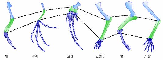 욕망이란무엇인가? 과학적증거 : 증거의재현성과일관성 1. 지층대별로발견되는화석 ( 생물의역사에대한카타로그 ) 2.