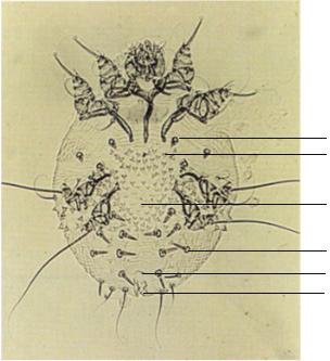 Cho BK Dosal cone Squamous dorsal thorn Bare area Dorsal spine Copulatory duct Anus Figure 2. Ventral surface of male Sarcoptes scabiei showing church bell-shaped male genitalia between 4th legs.