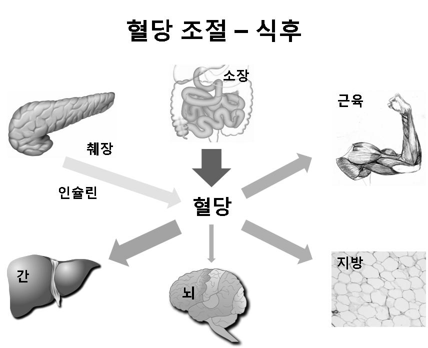 이상열 : 인슐린의종류와특징