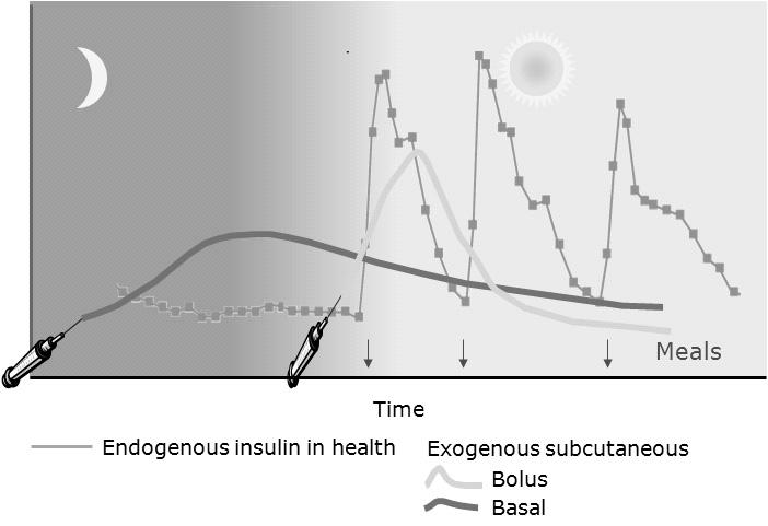 특집 : 당뇨병환자의인슐린치료 Normal Plasma Insulin Profile Incremental prandial insulin secretion Plasma levels Endogenous insulin Continuous basal insulin secretion Breakfast Lunch Dinner Time of day Adapted