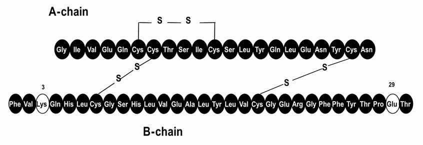 특집 : 당뇨병환자의인슐린치료 tructure of insulin aspart Pro Asp Phe Phe Gly Arg Tyr Thr Asp Lys B28 B30 Thr A21 Asn Cys Tyr Gly Asn Ile Glu Val Leu Glu Gln Gln Tyr Cys Leu Cys Thr er er Ile Cys Glu Gly Cys Val