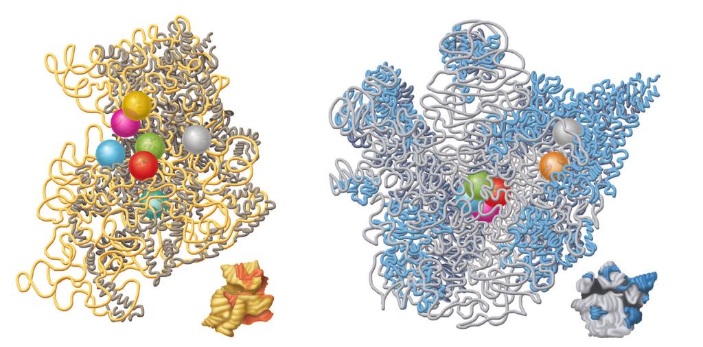 A Incorrect amino acids Ribosome aminoglycoside 30 mra mra Lincosamide macrolide 50 ribosome block D 50 mra B Amino acids 50 Tetracycline aminoglycoside tra docking site block mra Chloramphenicol F