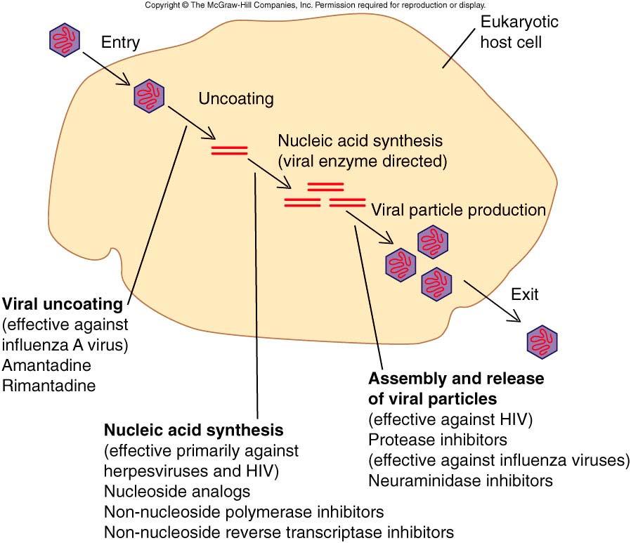 항바이러스제 l 항바이러스제의표적 비리온의파괴 : 계면활성제 부착저해 : 중화항체 투과및탈외피억제 : amantadine, rimantadine