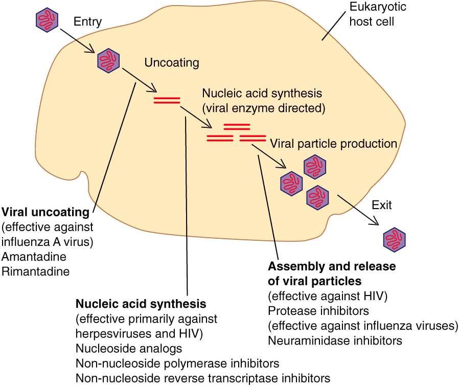 항바이러스제 항바이러스제의표적 비리온의파괴 : 계면활성제 부착저해 : 중화항체 투과및탈외피억제 : amantadine, rimantadine 바이러스
