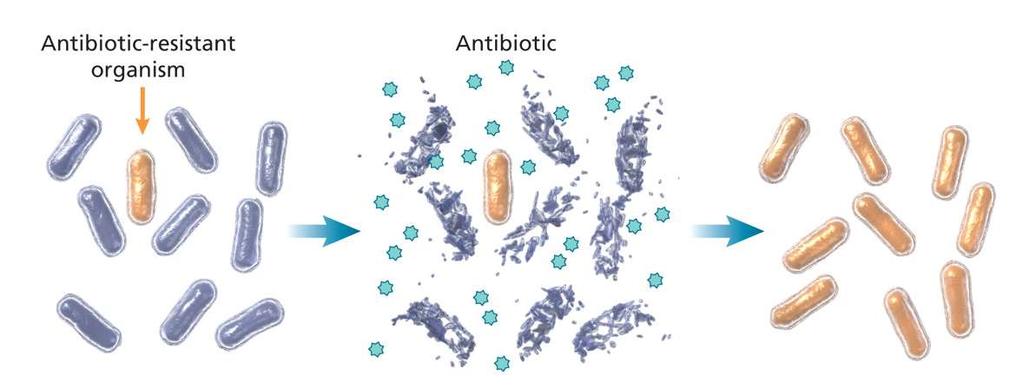 약제내성성립과정 항생제내성 세균 항생제 항생제에내성이있는 세균이섞여있음