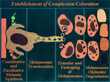 Melanosome transfer (Raymond E.