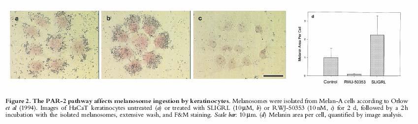 * The keratinocytes PAR-2 is involved in