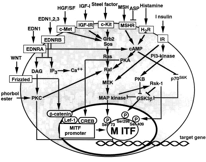 MlTF(Microphthalmia-associated transcription