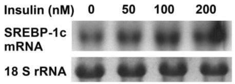 - 윤태승외 9 인 : 알파 - 리포산이 HepG2 간세포에서 SREBP-1c 발현에미치는효과 - Hyb TM 용액에서 24시간동안 65 에서보합결합 (hybridization) 시킨후여러차례정해진규칙에따라세정을시행하였다.