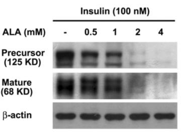대한내분비학회지 : 제 23 권제 1 호 2008 A B Fig. 2. Effect of ALA on insulin-stimulated SREBP-1c protein expression in HepG2 cells. A. Western blot analysis of the effect of ALA on insulin-stimulated SREBP-1c protein expression.