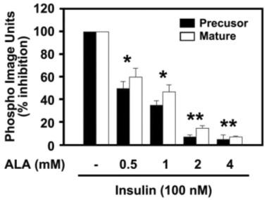 Quantification of data expressed as mean ± SEM of three separate measurements. Statistical significance was determined as *P < 0.01, and **P < 0.001 compared with insulin alone. Fig. 3.