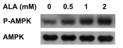 - 윤태승외 9 인 : 알파 - 리포산이 HepG2 간세포에서 SREBP-1c 발현에미치는효과 - A B Fig. 4. Effect of ALA on phosphorylation of AMPK in HepG2 cells. A. Western blot analysis of the effect of ALA on AMPK phosphorylation.
