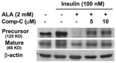 HepG2 cells were treated with 100 nmol/l insulin for 6 h, without or with 5, 10 um of compound C. B. Quantification of data expressed as mean ± SEM of three separate measurements.