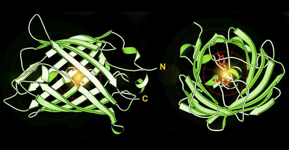 오른쪽 : 형광단백질의전체스펙트럼에대한강도대방출 출처 : 효모 Saccharomyces