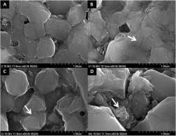 Fig. 2. Stereoscopic microscope images shows fractured surfaces of specimens. A, Cohesive failure; B, Mixed failure (V: veneered ceramic, Zr: zirconia). 3.