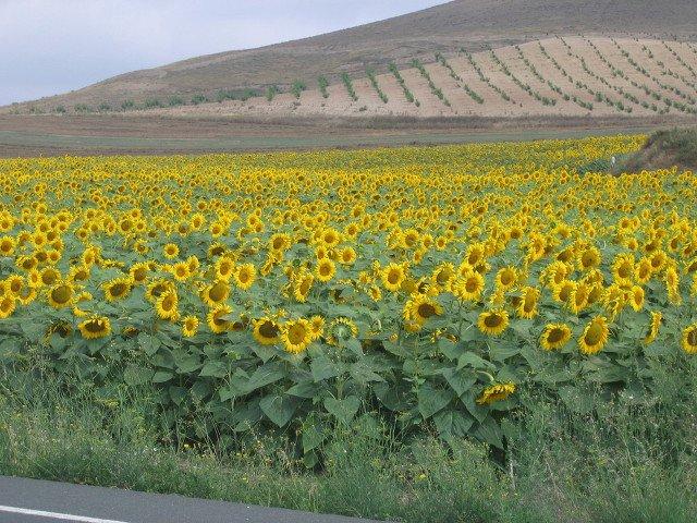 <> 밀과해바라기로가득한평원은혼타나스 (Hontanas), 카스트로헤리스 (Castrojeriz), 보아디야델카미노 (Boadilla del Camino), 프로미스타 (Fromista), 카리온데로스콘데스 (Carrion de los Condes) 로이어진다.