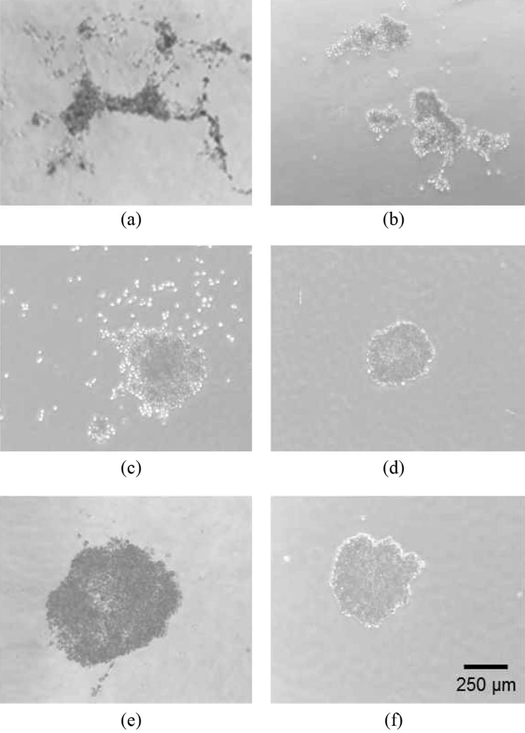 연골세포와중간엽줄기세포의 3 차원 Co-culture 를통한연골화향상 123 Fig. 2. Determination of proliferation in monocultures and co-cultures with three-dimensional condition.