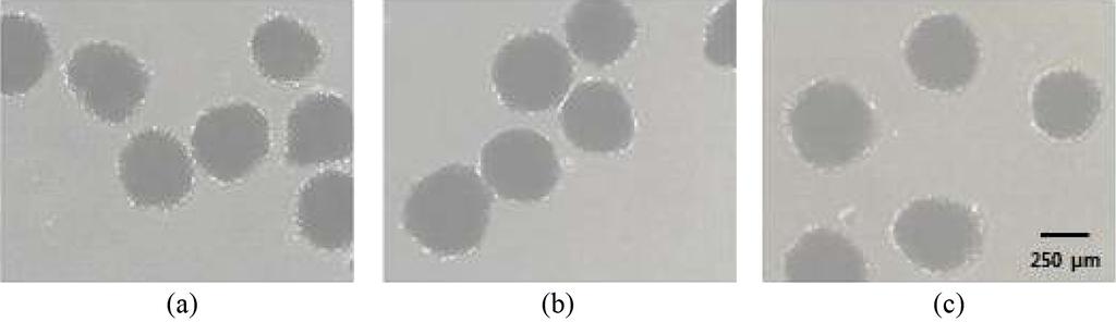 Comparison of sphere formation in the ratios of chondrocytes:pdpcs as follows: (a) 10:0, (b) 8:2, (c) 7:3, (d) 3:7, (e) 2:8 and (f) 0:10.